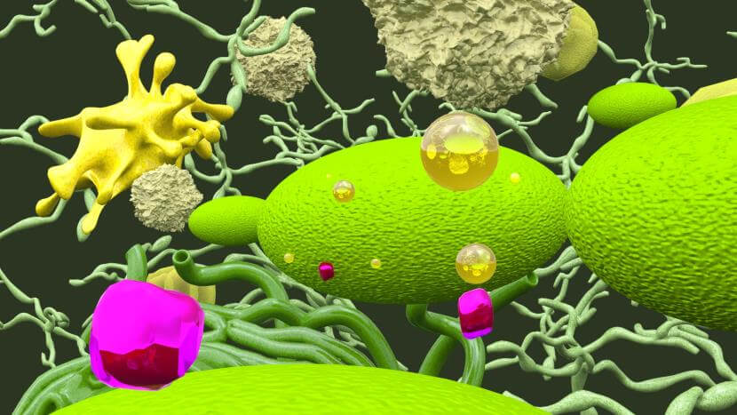 CGI_eLearning_Animation_Photosynthesis_04